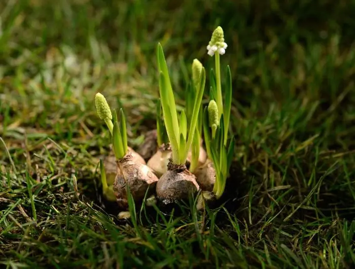 Stars des Frühlings: Blumenzwiebeln wie Traubenhyazinthen blühen schon früh im Jahr