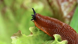Die Spanische Wegschnecke ist ein gefürchteter Gast im Garten