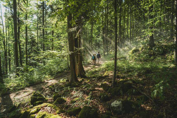 Sloweniens alte Buchenwälder zählen zum Weltnaturerbe