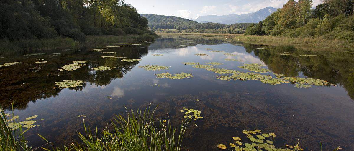 Mehr als 2000 Arten in Flora und Fauna haben dem Sablatnigmoor den Titel „biogenetisches Reservat“ eingebracht