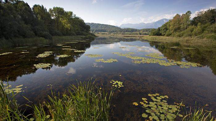 Mehr als 2000 Arten in Flora und Fauna haben dem Sablatnigmoor den Titel „biogenetisches Reservat“ eingebracht