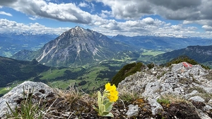 Gut an den alpinen Lebensraum angepasst, genießt der Petergstamm (Primula balbisii) sein besonderes Platzerl am Gipfel des Hechlsteins