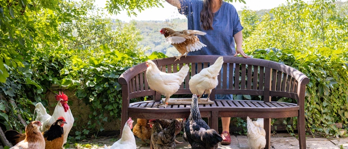 Astrid Drapelas Gespür fürs Huhn