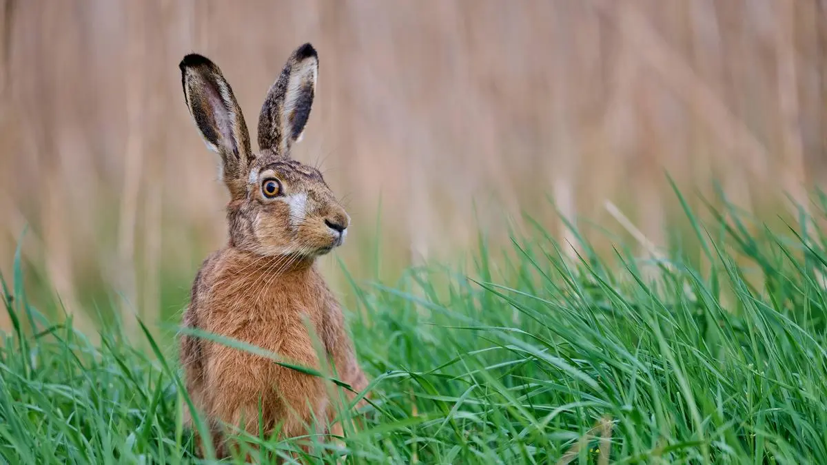 Feldhasen verenden an der auch für den Menschen ansteckenden Brucellose
