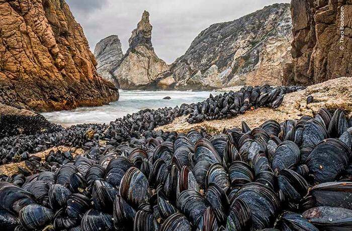 Miesmuscheln an der portugiesischen Praia da Ursa