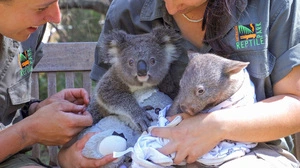 Koala Honey und Wombat Bucky sind beste Freunde