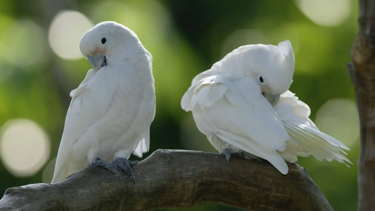 Mehr als 30 Tanzmoves haben Kakadus in Gefangenschaft drauf, fanden Wissenschafter heraus