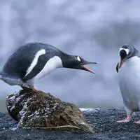 Auch unter Pinguinen gibt es besonders Schwierige