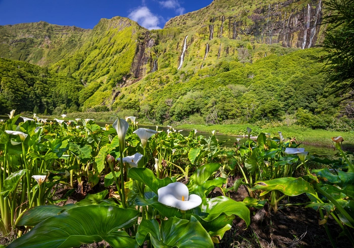 Callas in der Lagune von Poco do Ribeira auf Flores