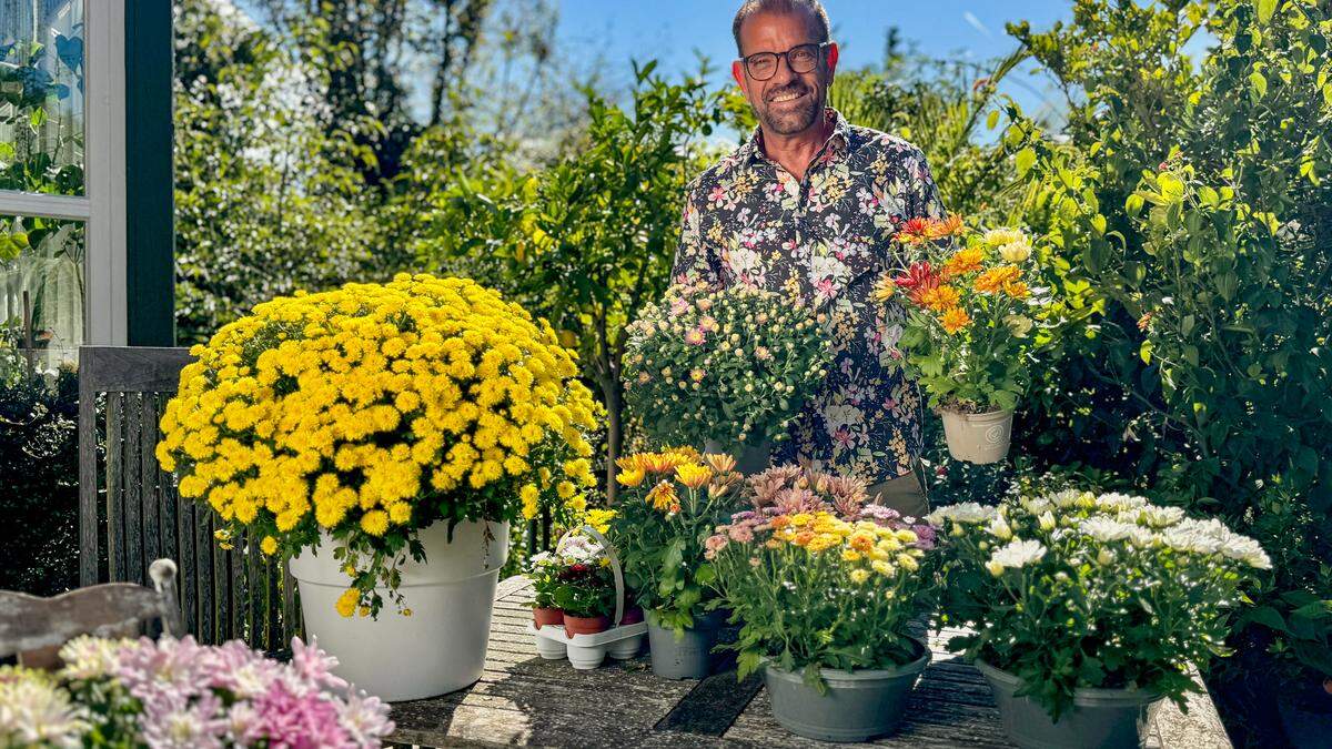 Karl Ploberger erklärt die bunte Welt der Chrysanthemen