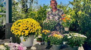 Karl Ploberger erklärt die bunte Welt der Chrysanthemen