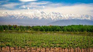 Mendoza ist die größte Weinbauregion Argentiniens und liegt am Fuße der Anden