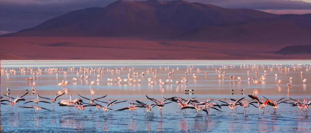 Flamingos in einer Lagune vor der Vulkankette im 
Hochland Boliviens
