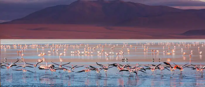 Flamingos in einer Lagune vor der Vulkankette im 
Hochland Boliviens