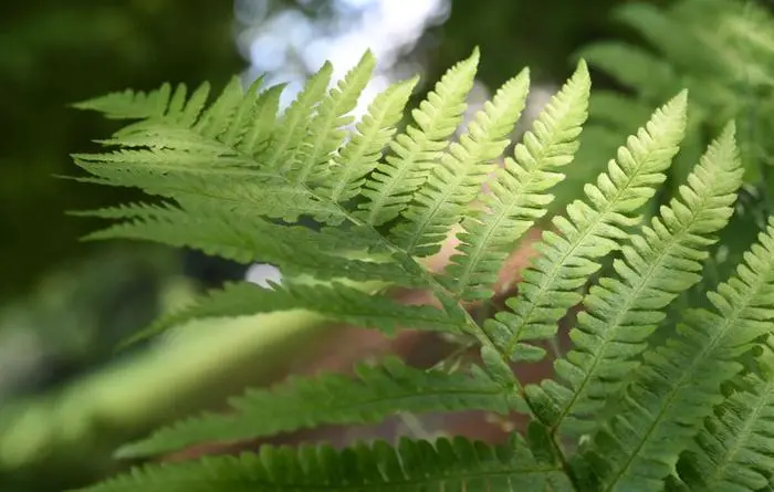 ARCHIV - Mnnerfarn kommt auch wild vor und wird bis zu einem Meter hoch. (zu dpa: ÇSchattenfreunde: Fnf Farne fr Garten oder BalkonÈ) Foto: Andrea Warnecke/dpa-tmn - Honorarfrei nur fr Bezieher des dpa-Themendienstes +++ dpa-Themendienst +++
