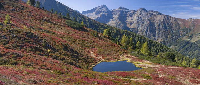 Der kleine Bergsee unterhalb des Schladminger Törls wird durch das kräftig leuchtende Heidekraut zu einem farbintensiven Fotomotiv