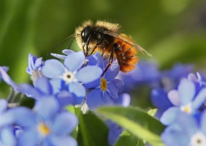 ARCHIV - 09.03.2015, Berlin: Eine gehrnte Mauerbiene sitzt am auf einem Balkon auf Vergissmeinnicht-Blten und sammelt Nektar. (Zur dpa-Berichterstattung vor dem Weltbienentag) Foto: Stephanie Pilick/dpa +++ dpa-Bildfunk +++