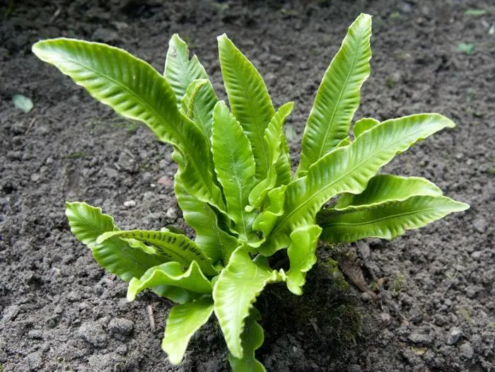 ARCHIV - Die glnzenden Bltter des Hirschzungenfarns entfalten sich wie eine Zunge. (zu dpa: ÇSchattenfreunde: Fnf Farne fr Garten oder BalkonÈ) Foto: Andrea Warnecke/dpa-tmn - Honorarfrei nur fr Bezieher des dpa-Themendienstes +++ dpa-Themendienst +++