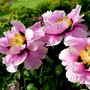 Baumpfingstrosen bilden sehr große Blüten