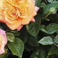 Eine von Mehltau befallene Rose: Was man dagegen oder vorbeugend tun kann