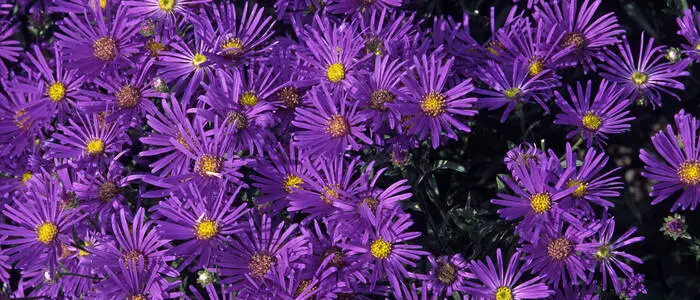 Die in Österreich heimische Bergaster Aster amellus „Veilchenkönigin“