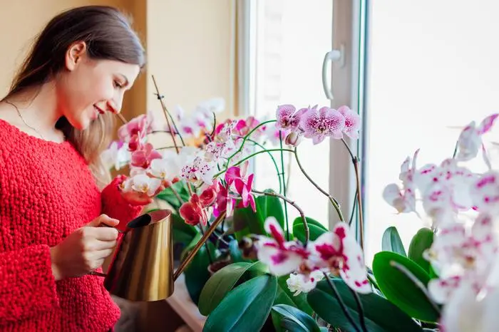 Woman taking care of phalaenopsis orchids blooming on window sill. Girl gardener watering home plants and flowers with watering can enjoying hobby.