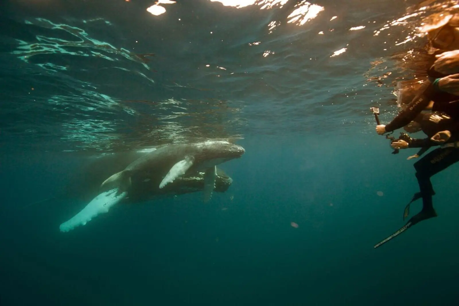 Tauchen mit Buckelwalen vor der Küste der Dominikanischen Republik