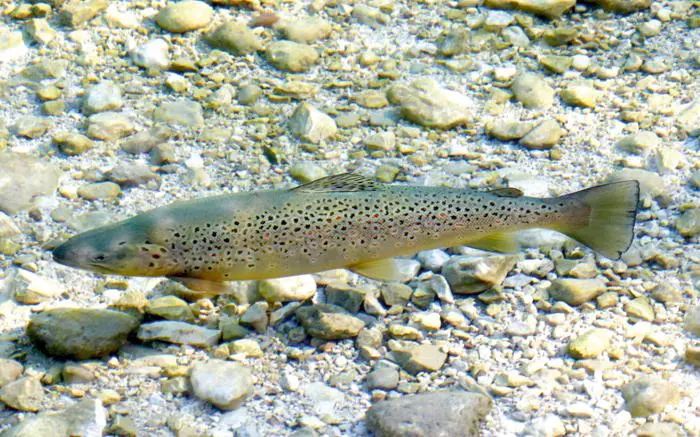 ABD0025_20191212 - WIEN - STERREICH: ++ HANDOUT/ARCHIVBILD ++ Ein mit einem Lied bedachter Bewohner von khlen, Sauerstoff-reichen und gut strukturierten Flie§gewssern (also hellen, klaren Bchlein) wurde zum Fisch des Jahres gekrt: Die Bachforelle (Salmo trutta fario). Mehr als zwei Drittel der Bche und Flsse sterreichs gelten als 