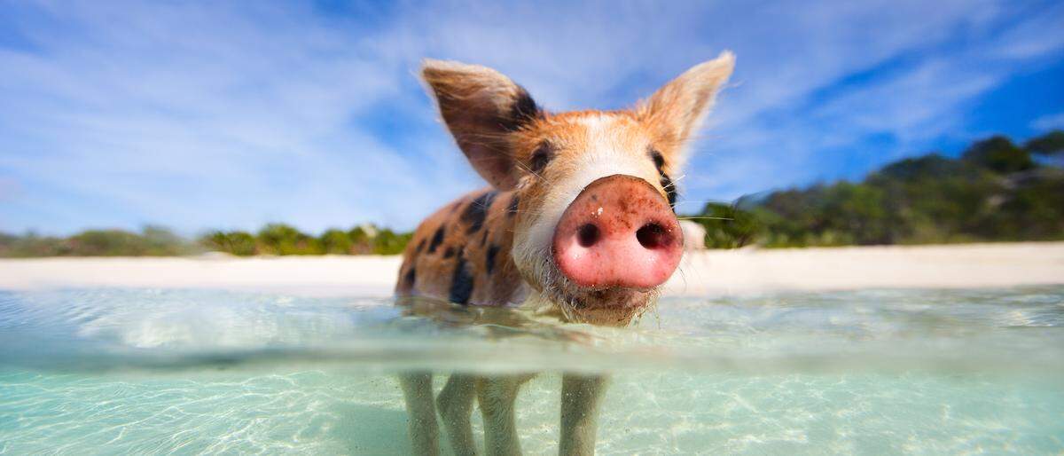 Bahamas Schwimmende Schweine Big Mayor Cay | Die Bahamas sind berühmt für ihre schwimmenden Schweine