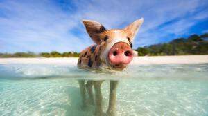Bahamas Schwimmende Schweine Big Mayor Cay | Die Bahamas sind berühmt für ihre schwimmenden Schweine
