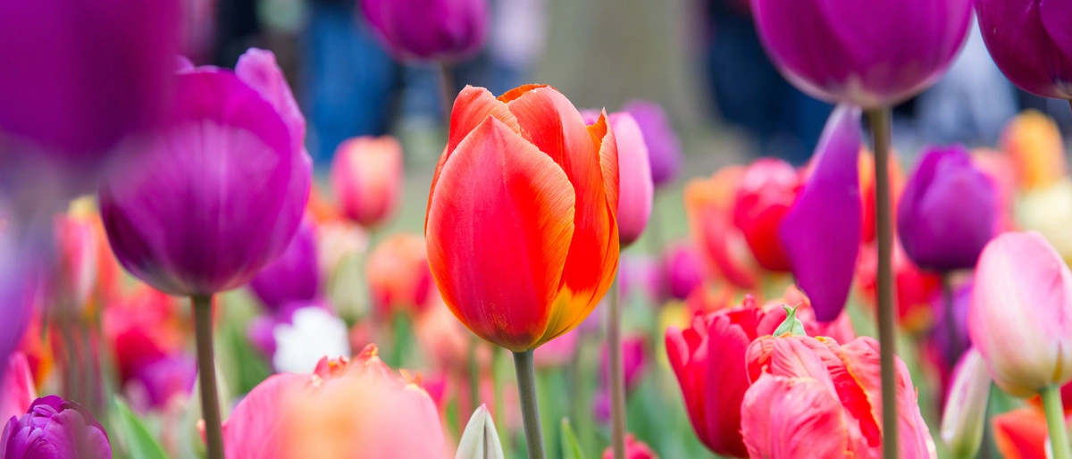 Das Bild zeigt eine wunderschöne Nahaufnahme eines Tulpenfeldes in voller Blüte. Im Mittelpunkt steht eine leuchtend rote Tulpe mit sanften orangefarbenen Übergängen an den Blütenblättern. Die Tulpe ist umgeben von zahlreichen anderen Tulpen in verschiedenen Farben, darunter Lila, Pink, Rot und Weiß. | Wer Tulpen flächig gepflanzt hat, braucht insgesamt etwa einen Joghurtbecher Dünger