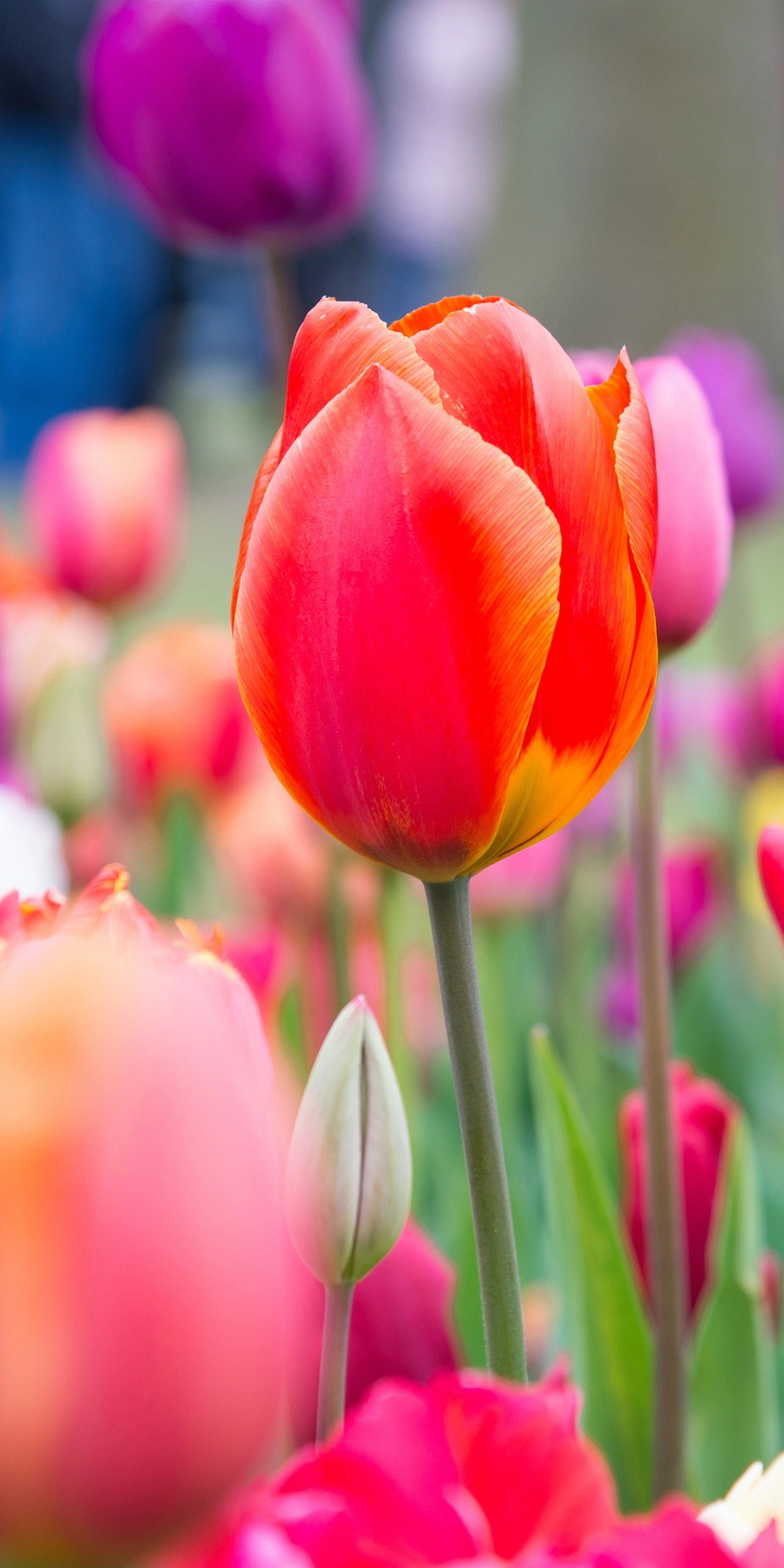 Erste Frhlingsboten: Warum man Blumenzwiebeln jetzt dngen sollte