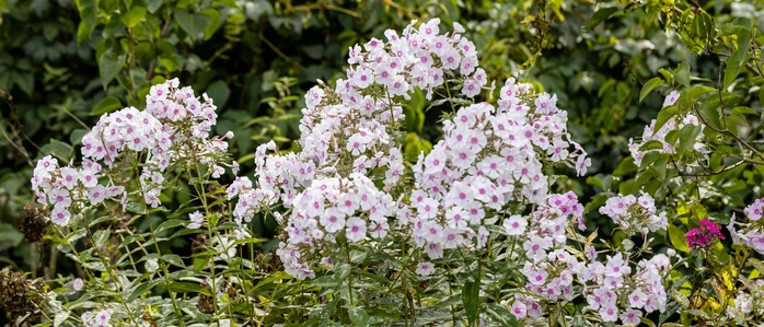 Der Phlox zählt zu den Stauden, die gerne von Echtem Mehltau befallen werden