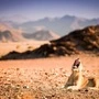 Wenig Beute und dazu die ständige Suche nach Wasser: Unter diesen lebensfeindlichen Bedingungen leben die Wüstenlöwen in Namibia. 