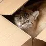 domestic tabby cat hiding at paper box. domestic pet.