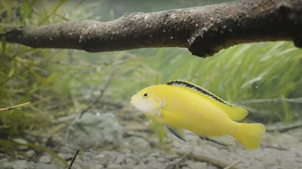 Unter anderem leben hier Labidochromis Yellow, ein beliebter Zierfisch aus Malawisee in Ostafrika