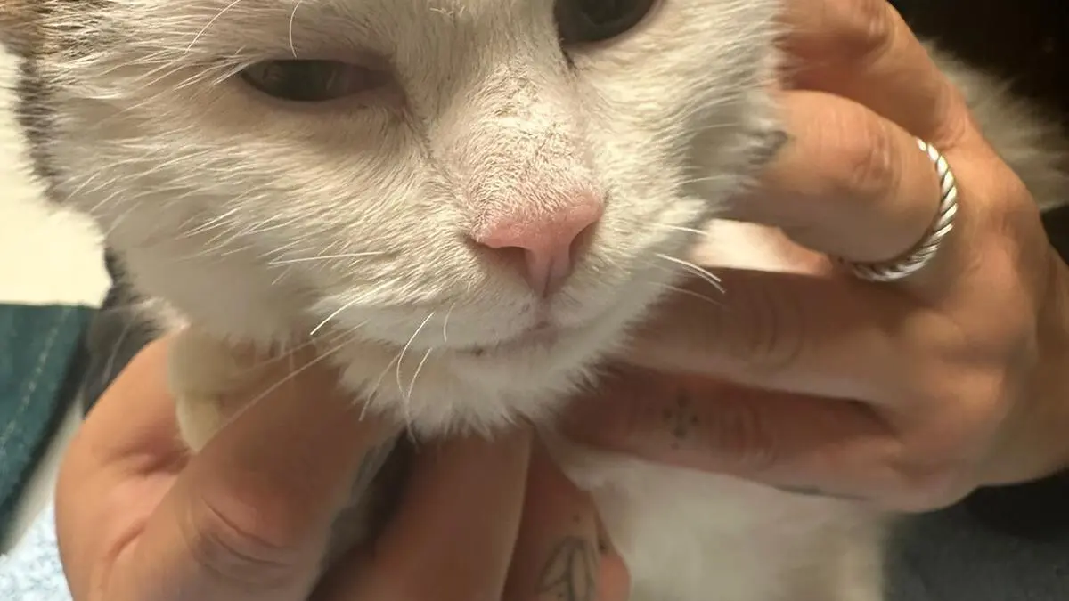 Das Kürzen der Vibrissen ist gemäß Bundestierschutzgesetz ausdrücklich verboten.