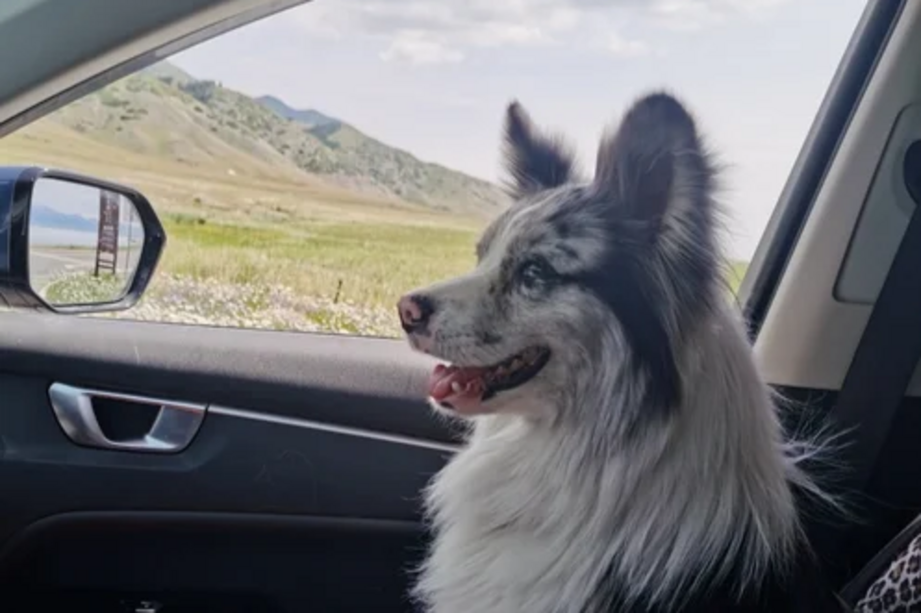 „Chutou“: Influencer-Hund in China gestohlen und im Restaura