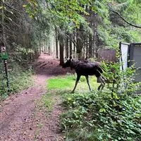 Hier läuft Emil in den Böhmerwald.