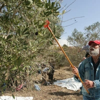Olivenernte im Libanon