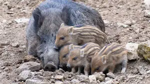 Wildschweine bevölkern Parks, Strände, Spielplätze und sogar ein Shoppingcenter. 