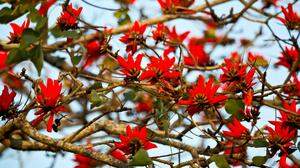 Erythrina (c)affra | Schön und trotzdem ein Streitfall: Der lateinische Name des Küstenkorallenbaums wird geändert