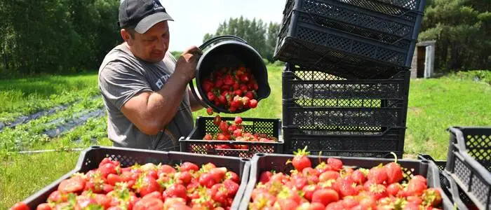 Die meisten europäischen Erdbeeren sind stark pestizidbelastet – auch die heimischen aus Österreich