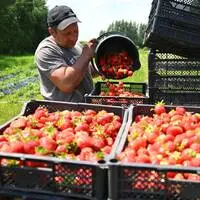 Die meisten europäischen Erdbeeren sind stark pestizidbelastet – auch die heimischen aus Österreich