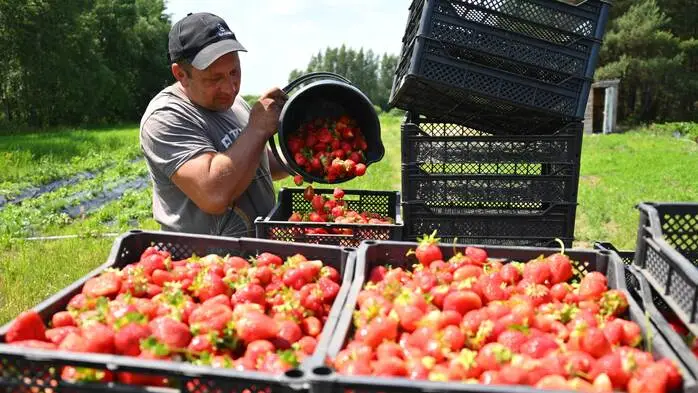 Die meisten europäischen Erdbeeren sind stark pestizidbelastet – auch die heimischen aus Österreich