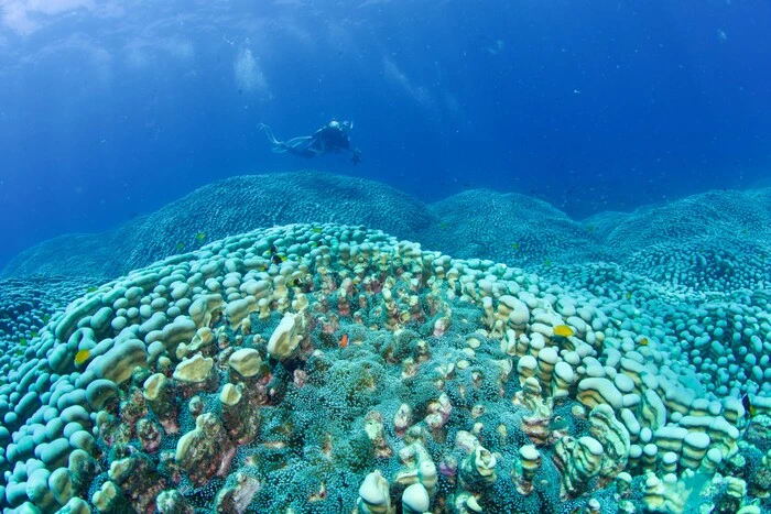 Gerat Barrier Riff ist von Korallenbleiche betroffen 