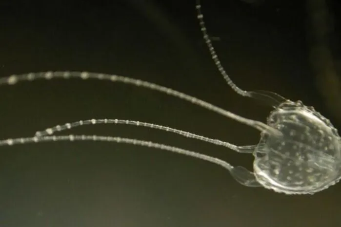  Die fast durchsichtigen Würfelquallen (Carukia barnesi) sind geradezu winzig und haben einen Durchmesser von nur ein bis zwei Zentimetern – aber vier bis zu einen Meter lange Tentakel. Zum Vergleich: Die wesentlich größere Seewespe verfügt über 15 Tentakel an jeder Ecke ihrer bläulichen Schwimmglocke, die jeweils bis zu drei Meter Länge erreichen.
