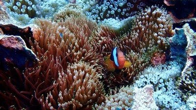 Die farbenprächtige Kolonie ist Heimat vieler Fische 