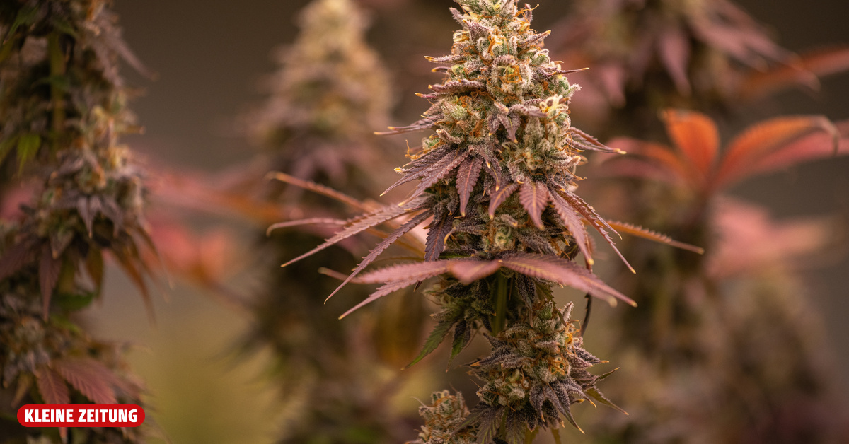 Cannabis: Warum ist es in Deutschland immer noch illegal?