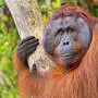 Ein Sumatra-Orang-Utan in Indonesien heilte eine Wunde dank der Blätter einer Liane.